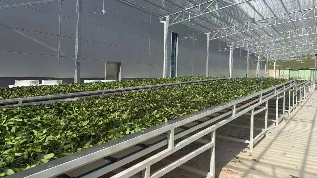 Fresh leaves entering tea production equipment Fresh tea leaves entering production equipment for FEISHUIJI process context