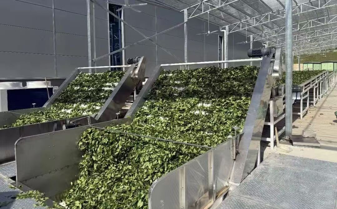 Fresh tea leaves arranged on wide processing trays