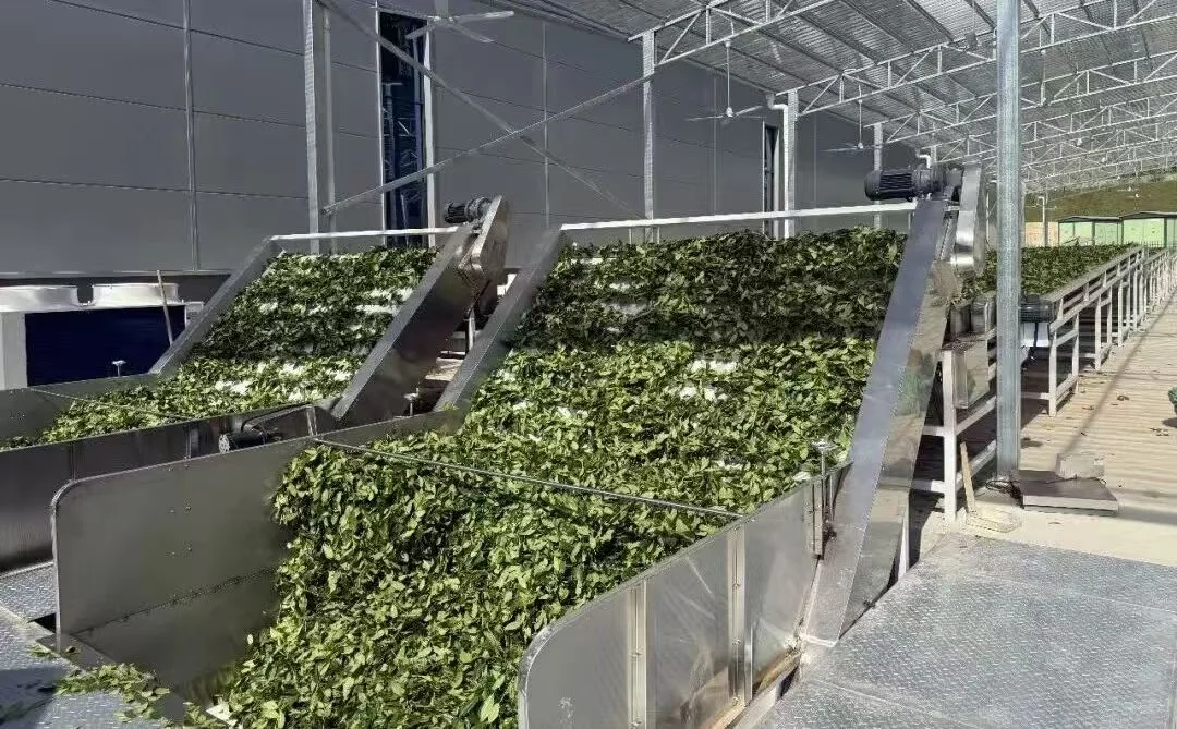 Fresh tea leaves on withering trays Fresh oolong tea leaves arranged on wide withering trays in a Fujian tea production process